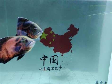 魚死了要換水嗎|4種魚缸換水的方式：最好就是換水+清缸一次搞定